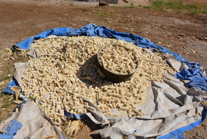 Total Maize Harvest 2017 